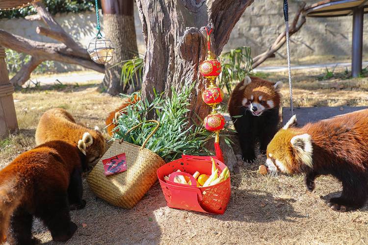 上海野生动物园附近美食