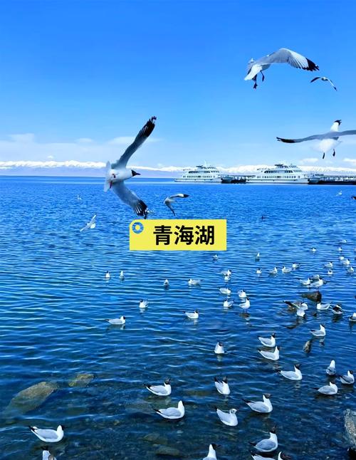 西宁旅游景点大全青海湖一日游
