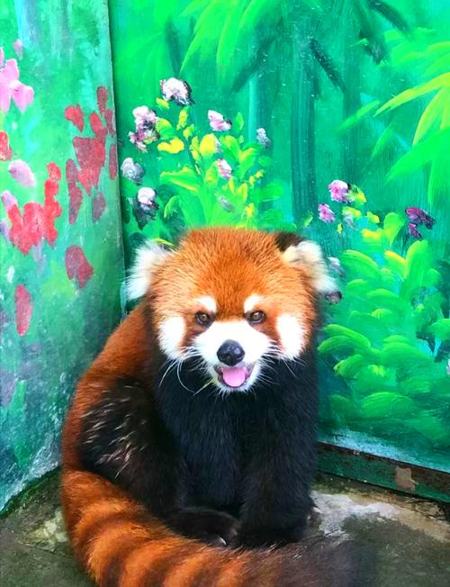 常州淹城野生动物园攻略