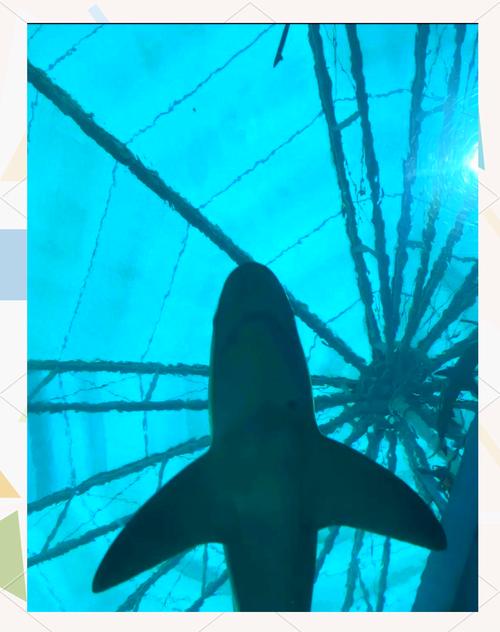 新加坡sea海洋馆攻略