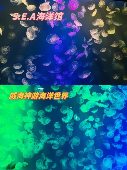 新加坡sea海洋馆攻略