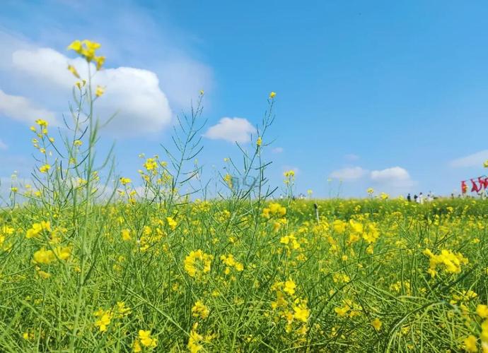 深圳旅游景点油菜花地在哪