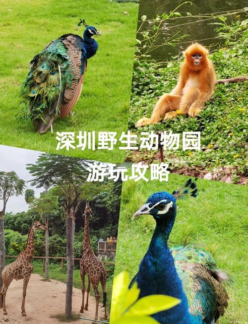 深圳野生动物园游玩攻略