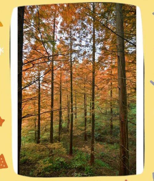 重庆南川山王坪 攻略