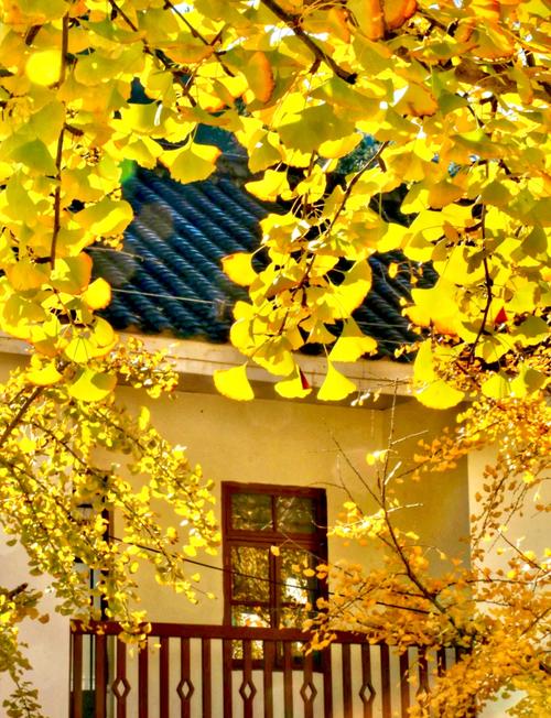 韶关南雄银杏旅游攻略