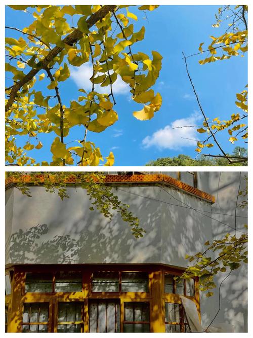 韶关南雄银杏旅游攻略