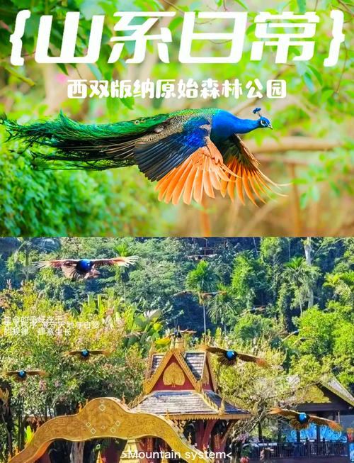 版纳森林公园旅游攻略