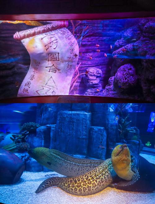 长风海洋世界游玩攻略