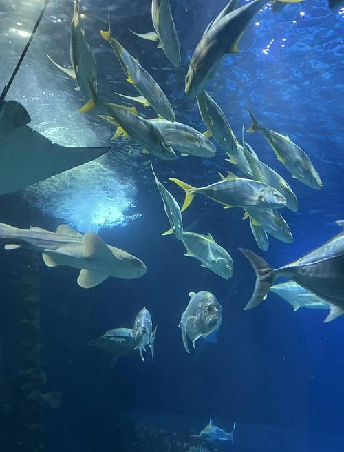 长风海洋世界游玩攻略