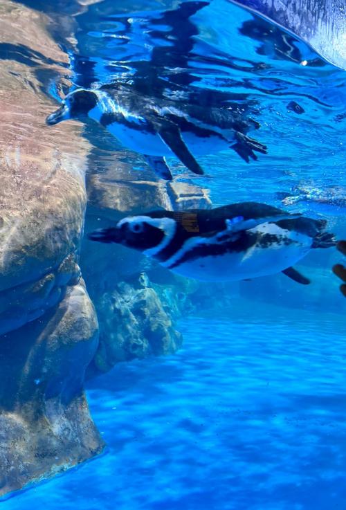 武汉极地海洋公园攻略